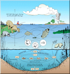 Schematic representation of the mercury geochemical cycle and the pathways of mercury through the food chain in the Florida Everglades